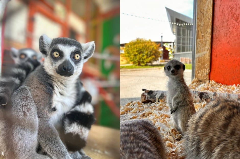 Фото: «Сибирский зоопарк»