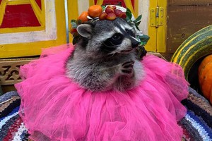 Фото: «Сибирский зоопарк»