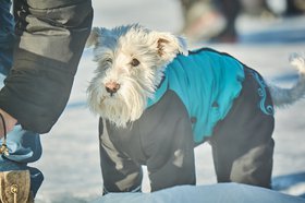 Собака. Фото Маргариты Романовой, IRK.ru