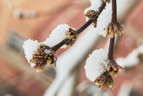 Снег на ветках. Фото Маргариты Романовой, IRK.ru