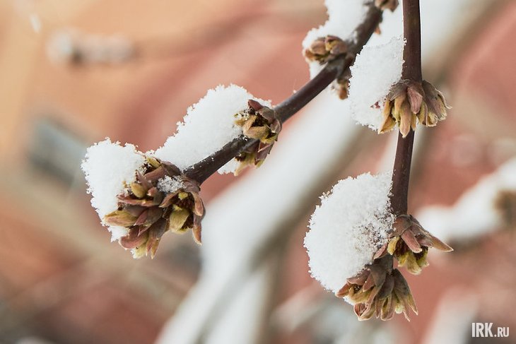 Снег на ветках. Фото Маргариты Романовой, IRK.ru