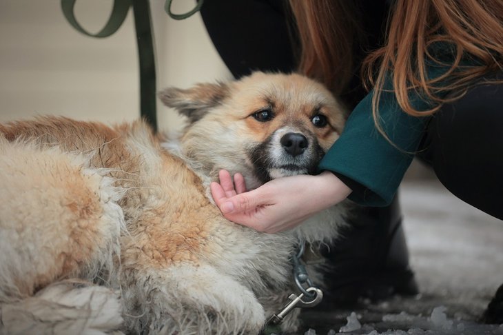 Собака. Фото пресс-службы правительства Иркутской области