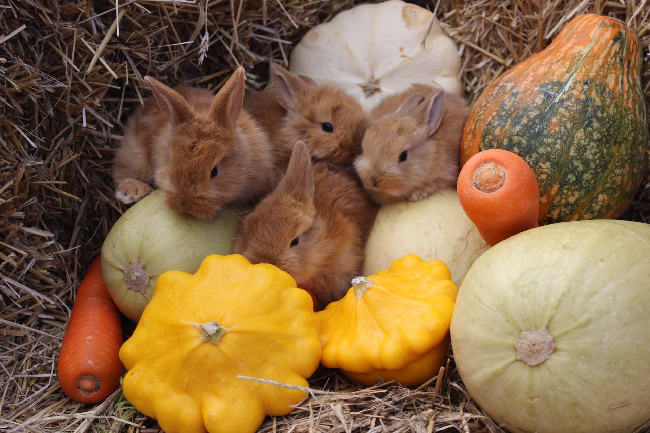 Фото: «Сибирский зоопарк»