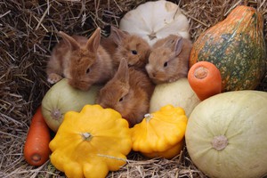 Фото: «Сибирский зоопарк»