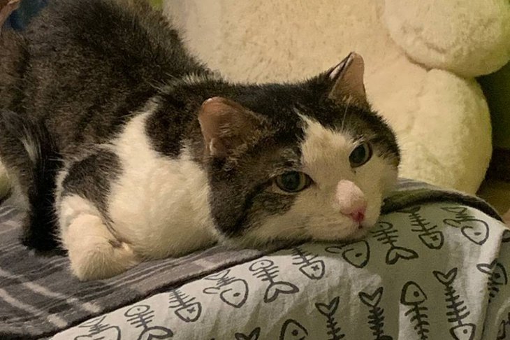 Пострадавший кот. Фото приюта «Бобик и Барбос»