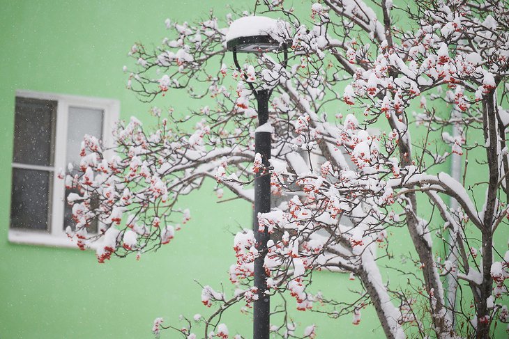 Снег на рябине. Фото Маргариты Романовой, IRK.ru