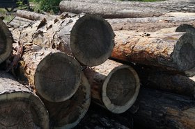 Древесина. Фото пресс-службы правительства Иркутской области