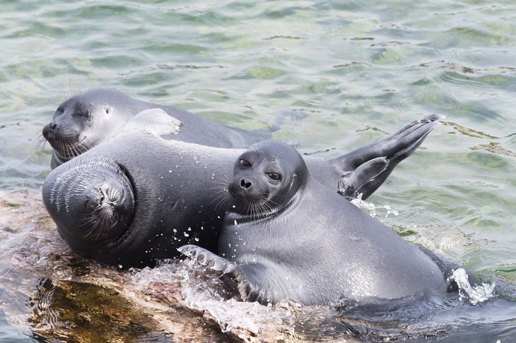 Фото Светланы Горбатых, ФГБУ «Заповедное Подлеморье»