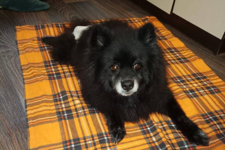 Шпиц. Фото пресс-службы прокуратуры по Челябинской области