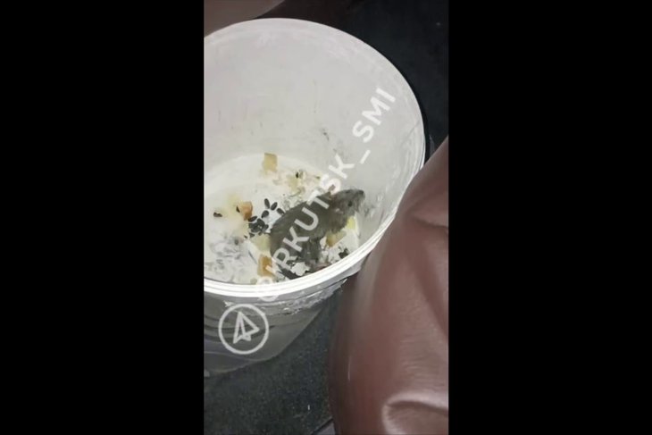 Крыса. Скриншот видео из телеграм-канала «Новости Иркутска и области»