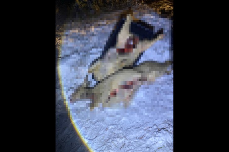 Туши косуль. Фото охотнадзора по Иркутской области