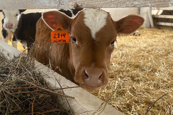 Корова. Фото пресс-службы правительства Иркутской области
