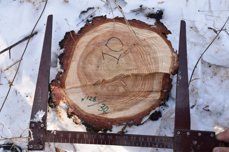 Пень. Фото пресс-службы ГУ МВД России по Иркутской области