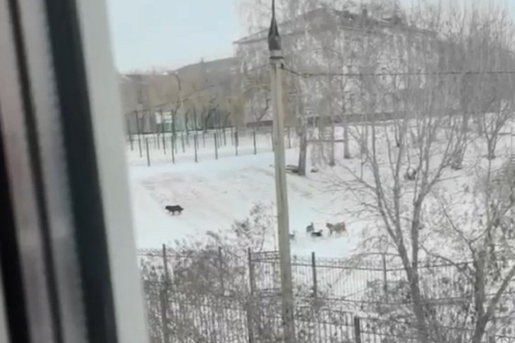 Бродячие собаки. Скриншот видео очевидцев