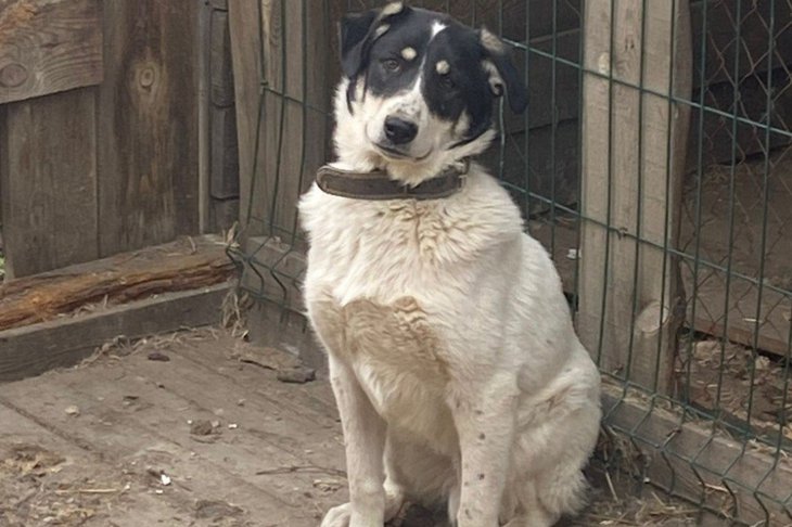 Собака. Фото Марины Снегиревой