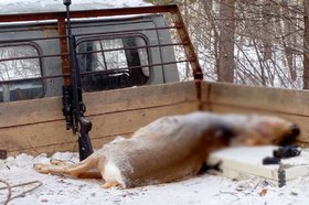 Застреленная косуля. Фото охотнадзора Иркутской области