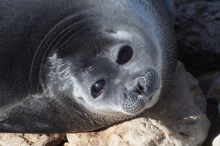Нерпа. Фото Байкальского музея СО РАН