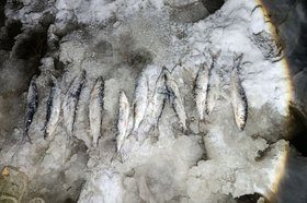 Незаконно выловленный омуль. Фото пресс-службы управления Росгвардии по Иркутской области