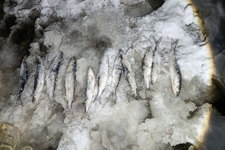 Незаконно выловленный омуль. Фото пресс-службы управления Росгвардии по Иркутской области