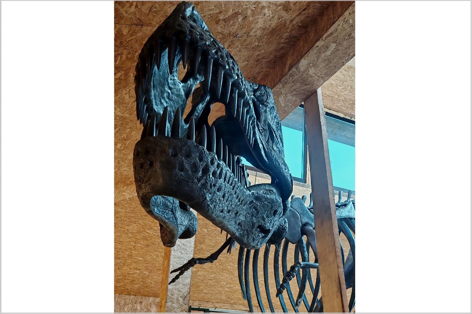 Скелет динозавра. Фото Иркутского зоопарка