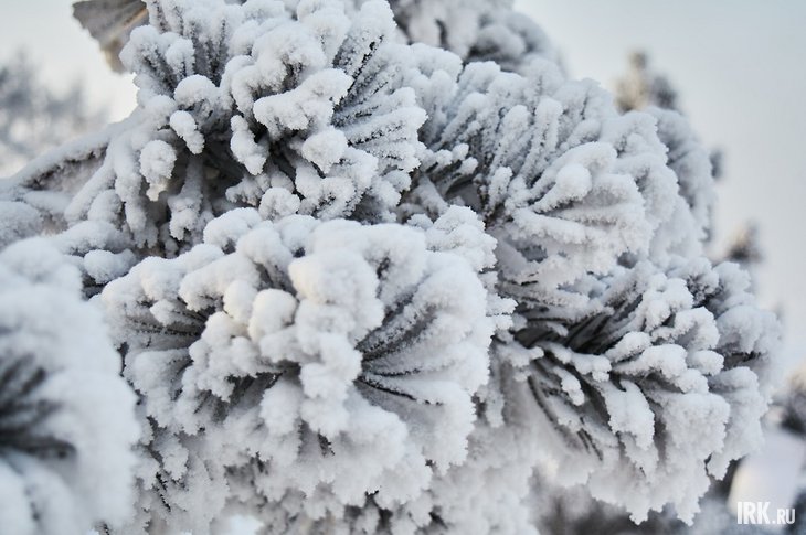 Иней. Фото Маргариты Романовой, IRK.ru