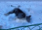 Мертвая собака. Фото из телеграм-канала ГУ МВД России по Иркутской области