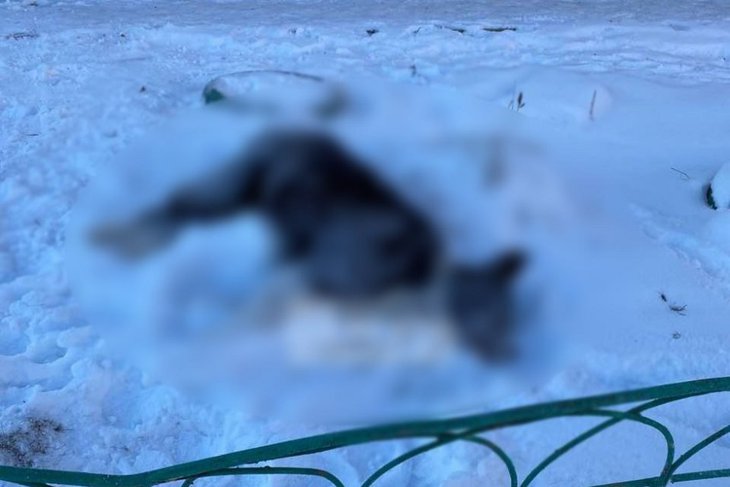 Мертвая собака. Фото из телеграм-канала ГУ МВД России по Иркутской области