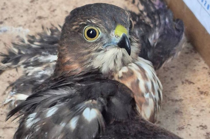 Ястреб. Фото из телеграм-канала ассоциации ветеринарии Иркутской области