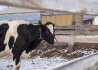 Корова. Фото Ильи Татарникова из архива IRK.ru