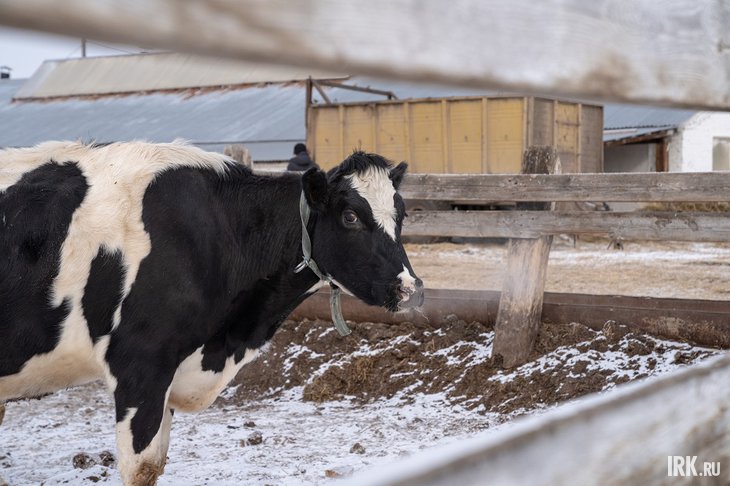 Корова. Фото Ильи Татарникова из архива IRK.ru