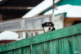 Собака. Фото: Зарина Весна, IRK.ru