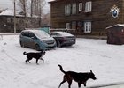 Собаки. Скриншот из видео пресс-службы СУ СКР по Иркутской области