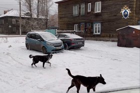 Собаки. Скриншот из видео пресс-службы СУ СКР по Иркутской области