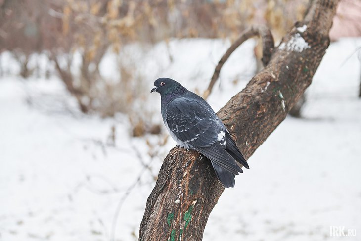 Голубь. Фото Маргариты Романовой, IRK.ru