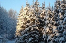 Деревья. Фото пресс-службы правительства Иркутской области