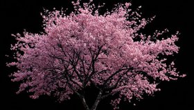 Тахир и Зухра