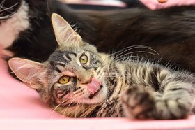 Кошка. Фото Ильи Татарникова из архива IRK.ru
