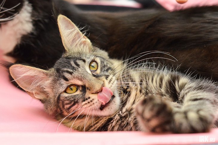 Кошка. Фото Ильи Татарникова из архива IRK.ru