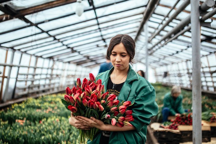 Выращенные в теплицах Горзеленхоза тюльпаны. Фото из архива IRK.ru