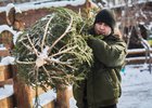 Мужчина с елкой. Фото Маргариты Романовой, IRK.ru