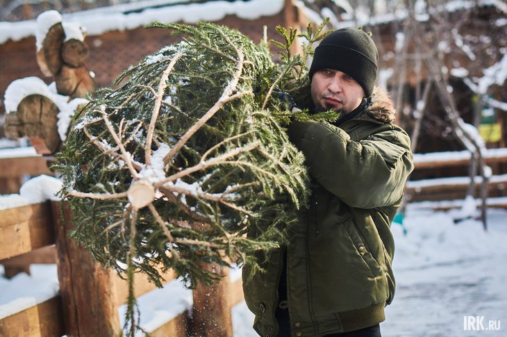 Мужчина с елкой. Фото Маргариты Романовой, IRK.ru