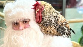 Идём писать письмо Деду Морозу и играть со Стичем во время сказки в «Сибирском зоопарке»