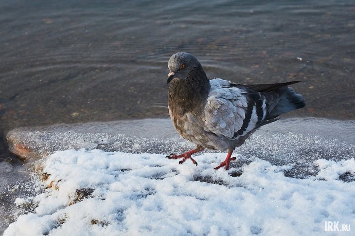 Голубь. Фото Маргариты Романовой, IRK.ru