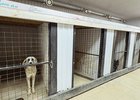 Собаки в питомнике. Фото пресс-службы администрации Иркутска