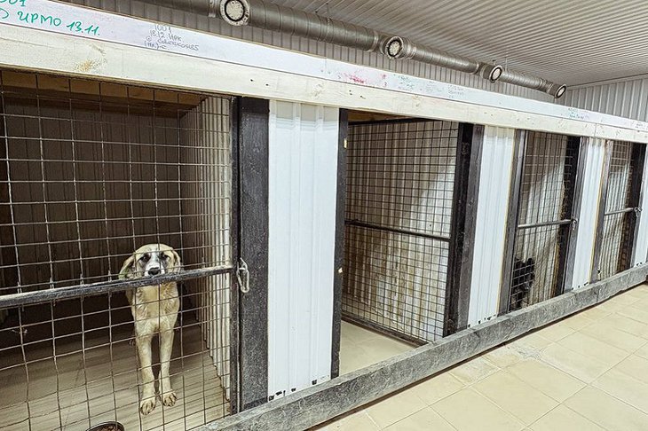 Собаки в питомнике. Фото пресс-службы администрации Иркутска
