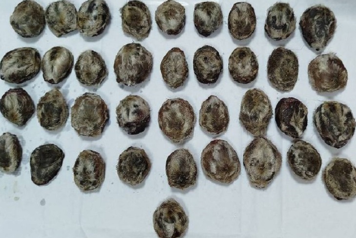 Железы кабарги. Фото из телеграм-канала Восточно-Сибирской транспортной прокуратуры