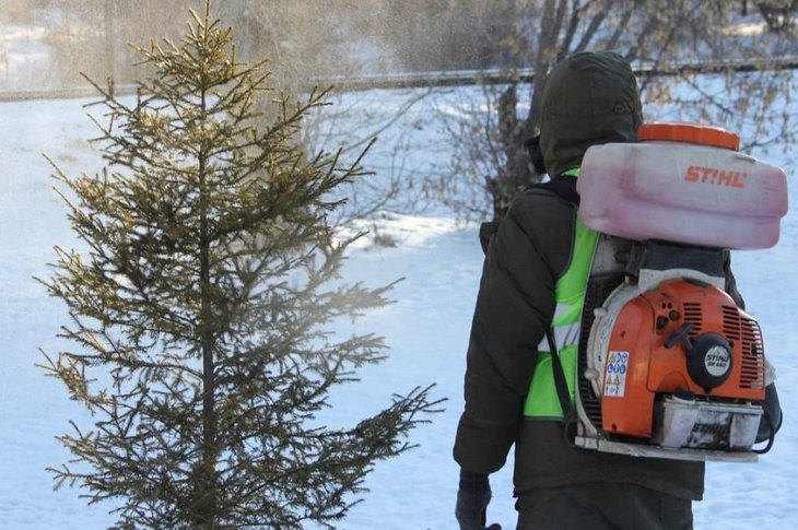 Обработка деревьев. Фото пресс-службы администрации Иркутска