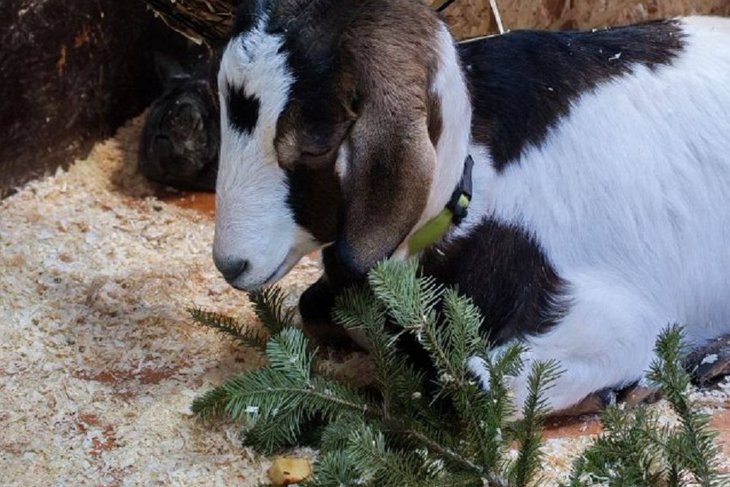 Коза с елкой. Фото из соцсетей Сибирского зоопарка