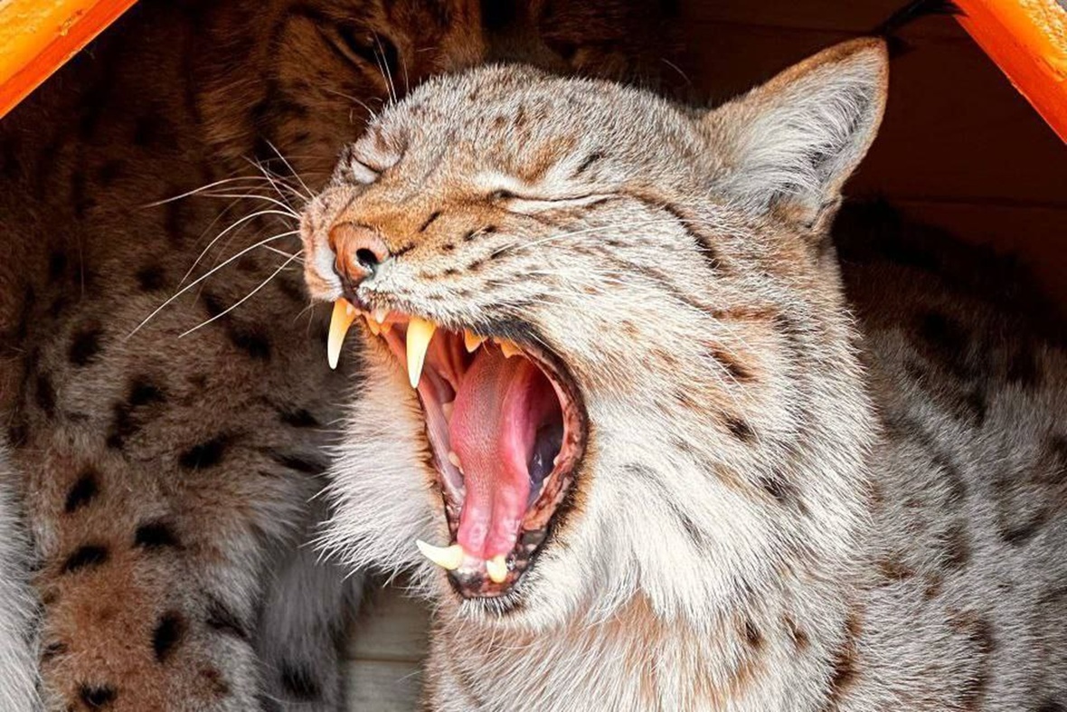 Фото: «Сибирский зоопарк»