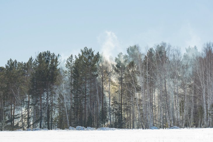 Лес. Фото Маргариты Романовой, IRK.ru